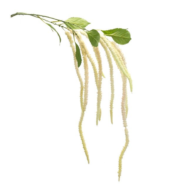 Amaranthus Stem (Set of 4) 53.25 inchesH Plastic/Polyester, GREEN/WHITE, hi-res image number 0
