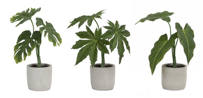 Assorted Foliage Plant in Grey Pot (Set of 6), GREEN BROWN GREY, alternate image number null