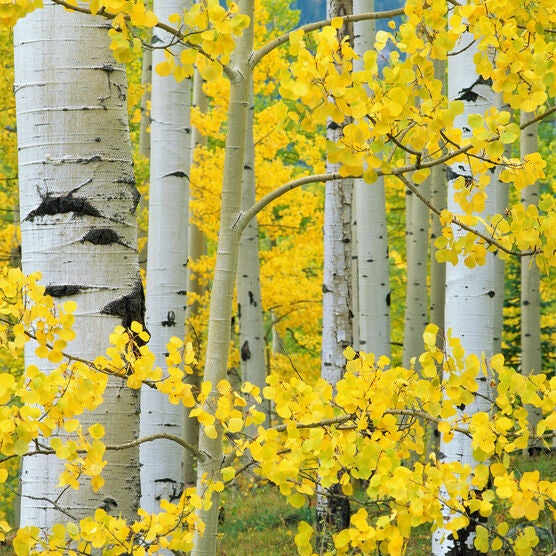 All Weather All Season Outdoor Canvas Art, MULTI, hi-res image number null