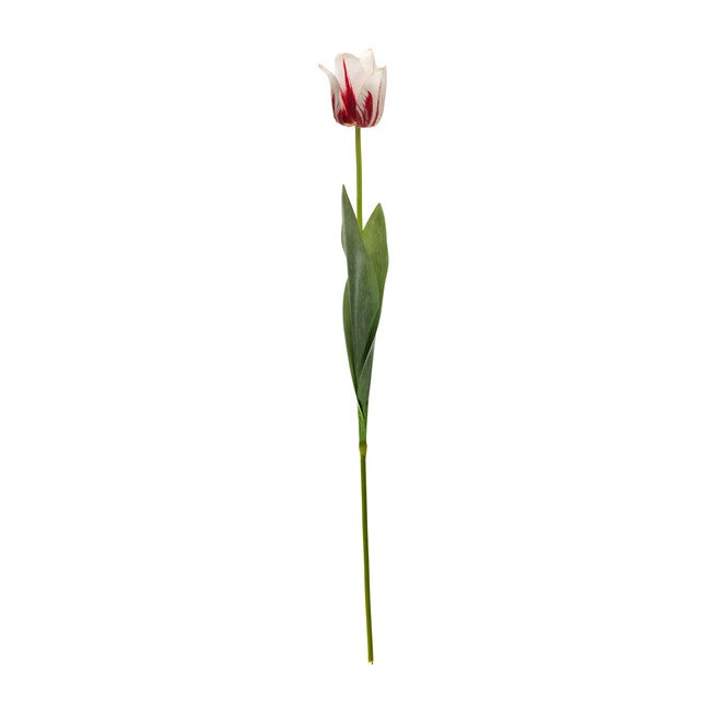 Yellow And Red Tulip Stem (Set Of 6), , on-hover image number null