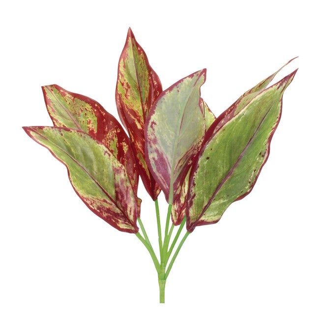 Variegated Foliage Plant (Set of 6), GREEN/PURPLE, hi-res image number 0