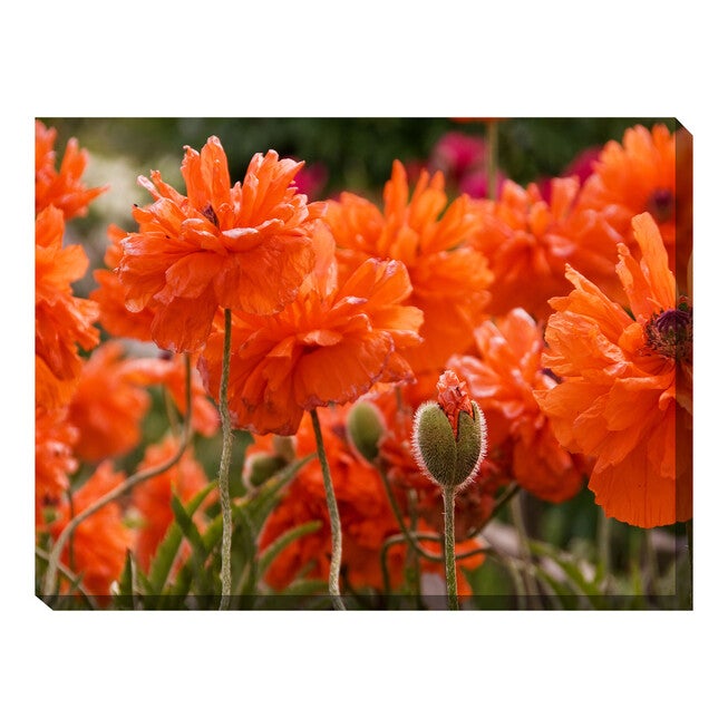 All Weather All Season Outdoor Canvas Art, MULTI, hi-res image number null