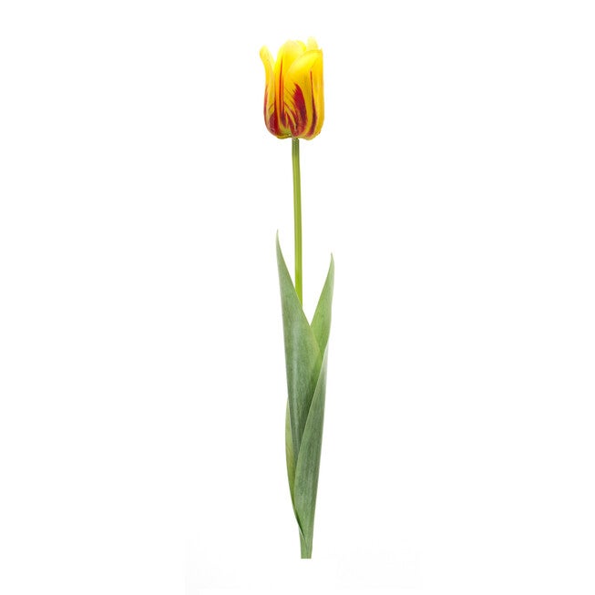 Yellow And Red Tulip Stem (Set Of 6), YELLOW, hi-res image number null