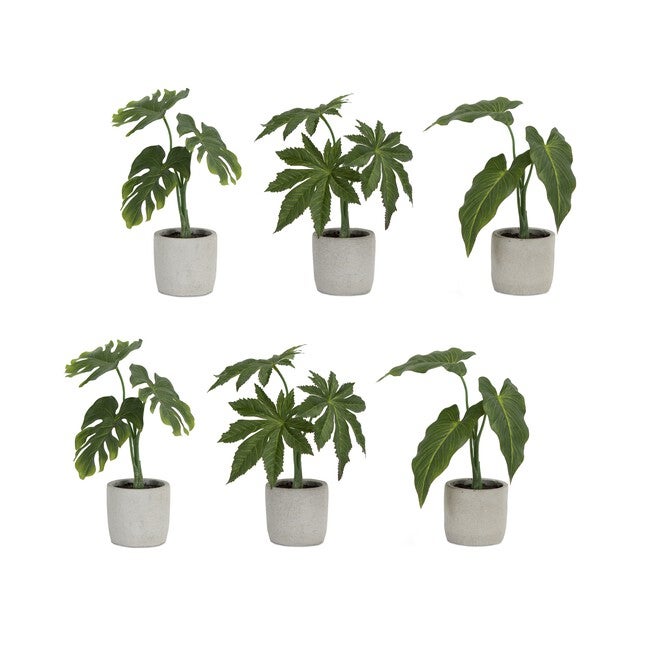 Assorted Foliage Plant in Grey Pot (Set of 6), GREEN BROWN GREY, hi-res image number null