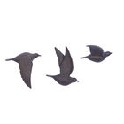 Set Of 3 Brown Resin Farmhouse Birds Wall Décor, , alternate image number null