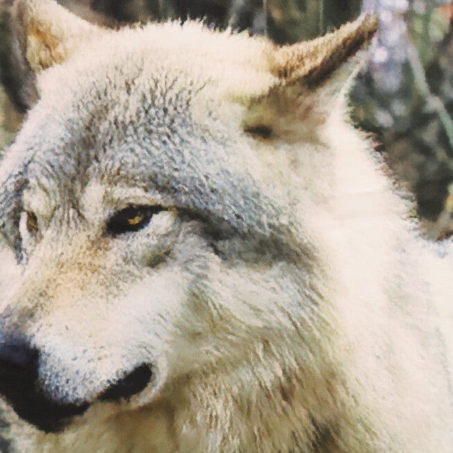 Photo Real Wolves Light Filtering Pole Top Curtain Panel Pair, , alternate image number null