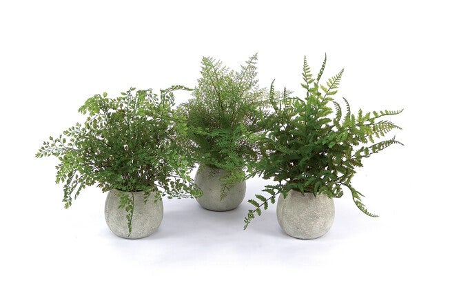 Potted Fern Plant in Grey Pot (Set of 3), GREEN GREY, hi-res image number null