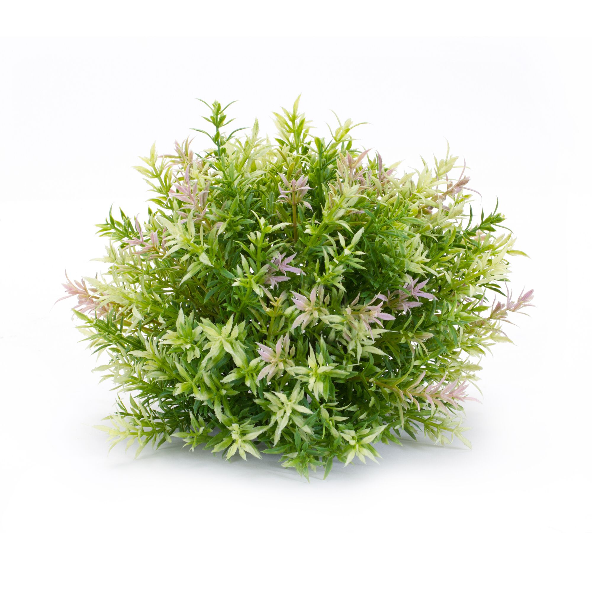 Half Orb (Set of 6) 10 inchesD x 8 inchesH Plastic, GREEN, alternate image number 2