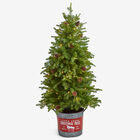54" Pre-Lit Tree in Metal Bucket, GREEN, hi-res image number null