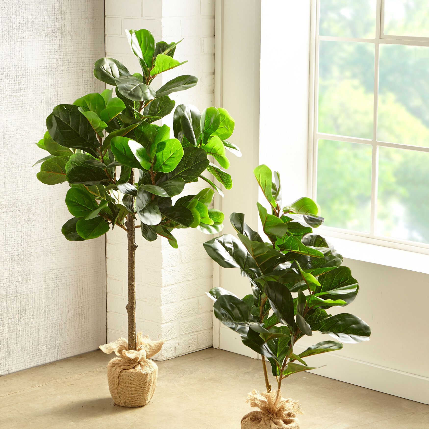3' Fiddle leaf Fig Tree with Burlap, , alternate image number 1
