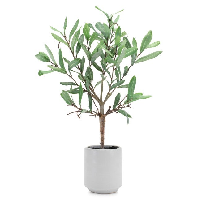 Potted Olive Leaf Topiary 17.5 inchesH, GREEN/BROWN, hi-res image number null