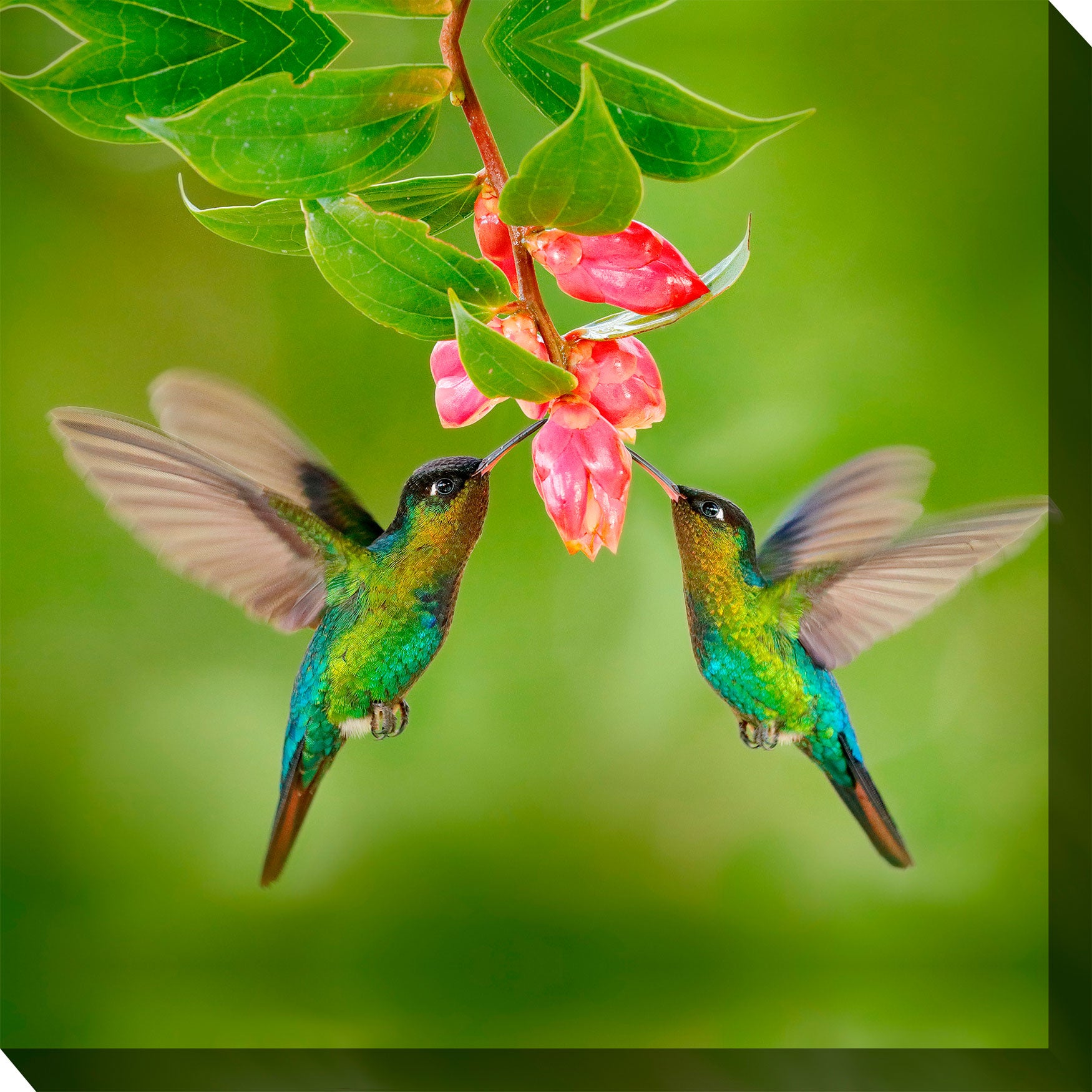 Hummingbird 8 Wall Art Brylane Home